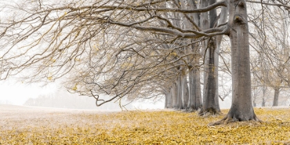 Picture of TREES IN A ROW - YELLOW