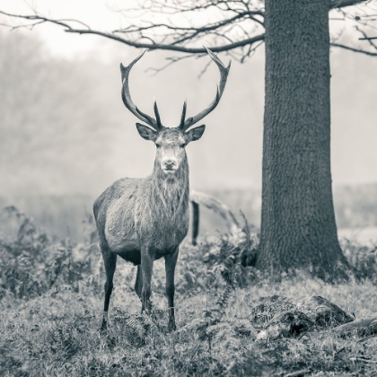 Picture of STAG IN THE FOREST
