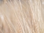 Picture of REEDS