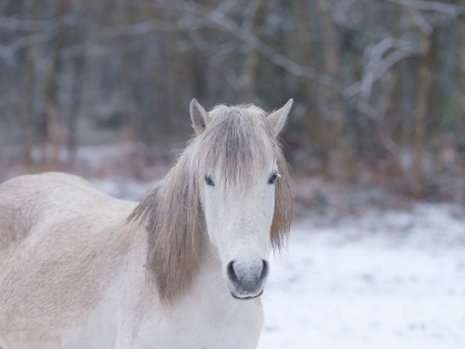 Picture of HORSE IN SNOWY FOREST