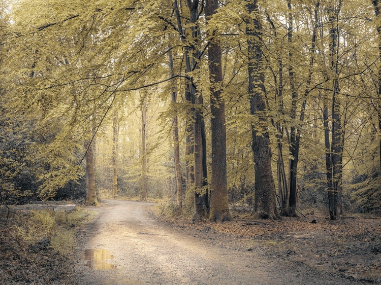 Picture of PATHWAY THROUGH FOREST