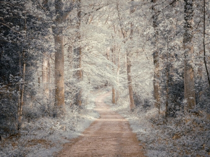 Picture of PATHWAY THROUGH FOREST