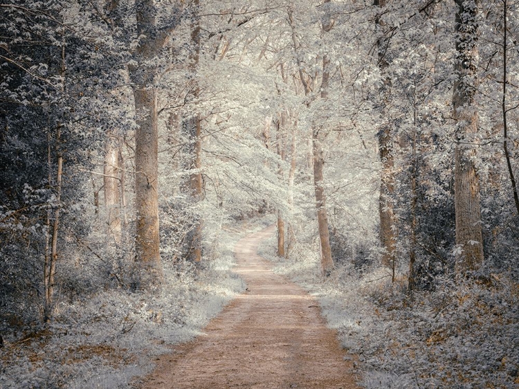 Picture of PATHWAY THROUGH FOREST