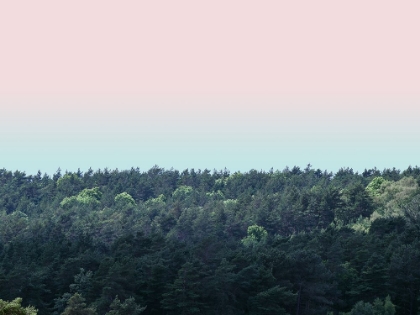 Picture of TREE TOPS AT DUSK