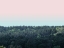 Picture of TREE TOPS AT DUSK