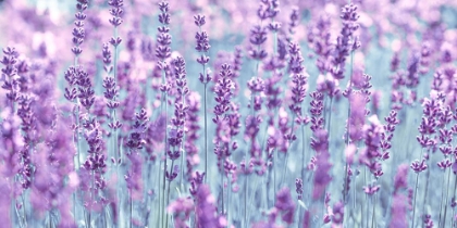 Picture of LAVENDER