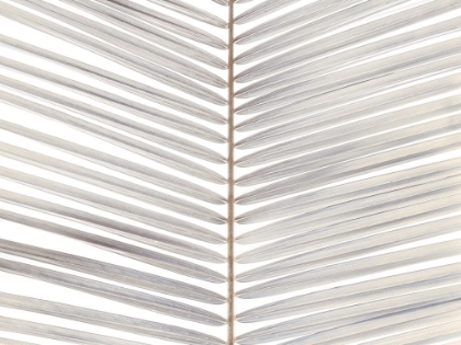 Picture of PALM LEAF CLOSE-UP