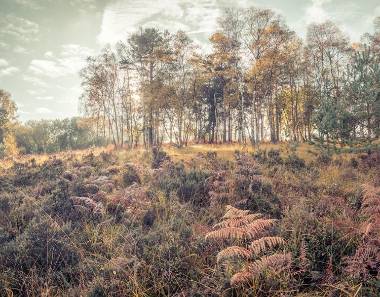 Picture of FOREST WITH TALL TREES AND FOLIAGE