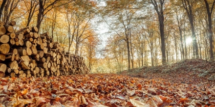 Picture of STACK OF TREE LOGS IN AUTUMN FOREST
