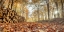 Picture of STACK OF TREE LOGS IN AUTUMN FOREST