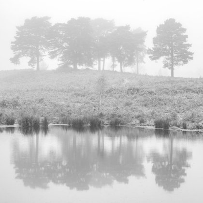 Picture of MISTY PINE TREES-REFLECTION