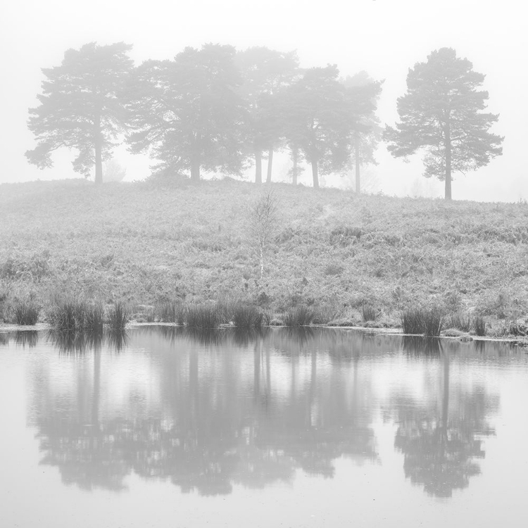 Picture of MISTY PINE TREES-REFLECTION