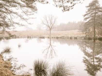 Picture of MISTY TREES AROUND A LAKE