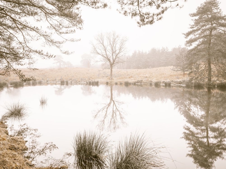 Picture of MISTY TREES AROUND A LAKE