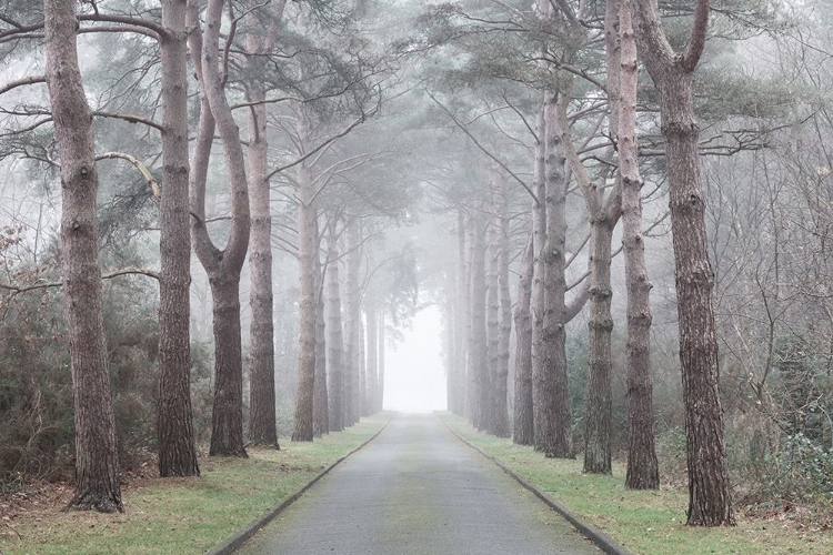 Picture of ROAD THROUGH MYSTIC FOREST