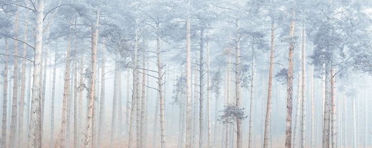 Picture of MISTY FOREST