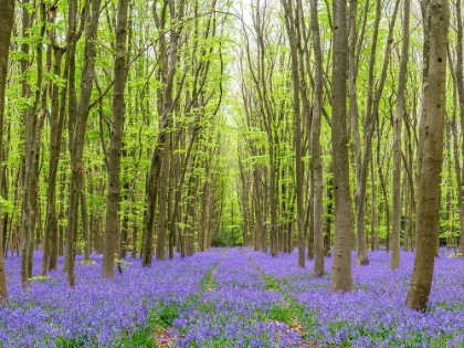 Picture of BLUEBELL WOOD PATH