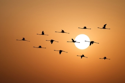 Picture of FLAMINGO SUNSET