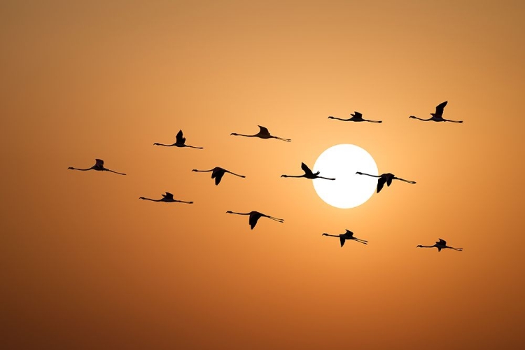 Picture of FLAMINGO SUNSET