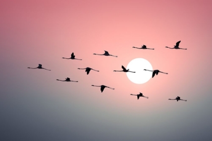 Picture of FLAMINGO SUNSET