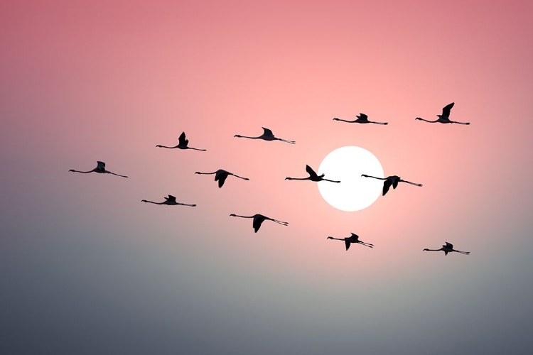 Picture of FLAMINGO SUNSET