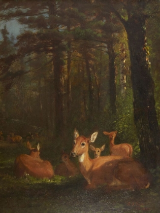 Picture of DEER IN FOREST