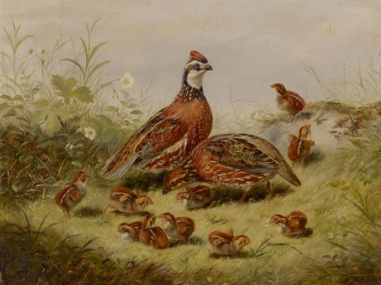 Picture of QUAIL AND YOUNG