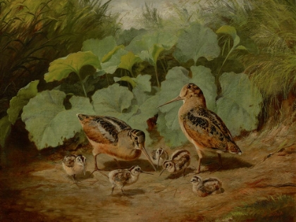 Picture of WOODCOCK AND YOUNG