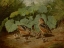 Picture of WOODCOCK AND YOUNG