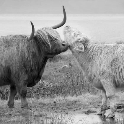 Picture of HIGHLAND COURTING