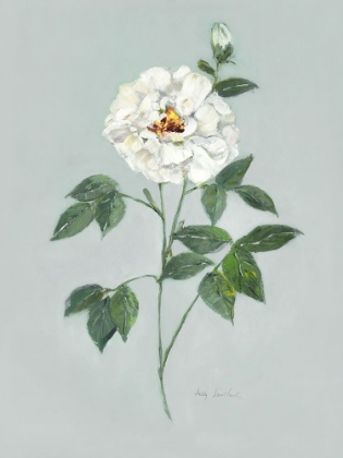 Picture of ROSE BEAUTY II