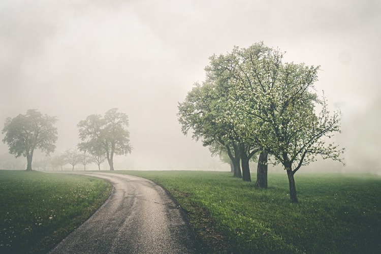 Picture of DUSTY SPRING