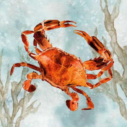 Picture of SCARLET CRAB