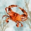 Picture of SCARLET CRAB