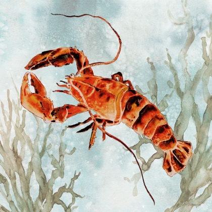Picture of SCARLET LOBSTER