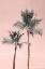 Picture of ARUBA PINKS