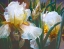 Picture of CORRINES IRIS II