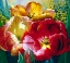 Picture of TULIP TRIO