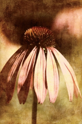 Picture of ECHINACEA I