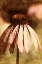 Picture of ECHINACEA I
