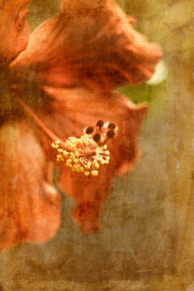 Picture of HIBISCUS 1