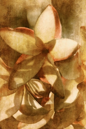 Picture of PLUMERIA