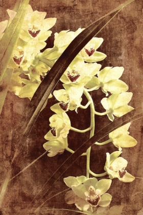 Picture of ORCHID