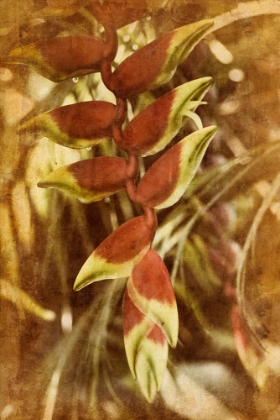 Picture of HELICONIA