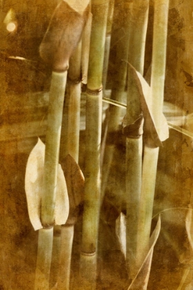 Picture of BAMBOO