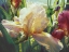 Picture of CORRINES IRIS