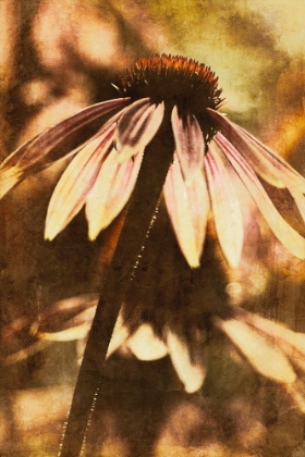 Picture of ECHINACEA II