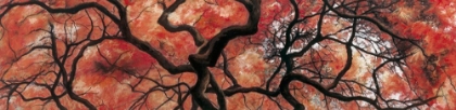 Picture of JAPANESE MAPLE