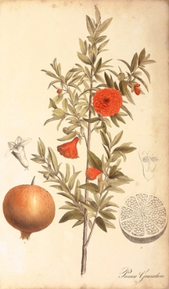 Picture of POMEGRANATE BOTANICAL