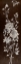 Picture of IVORY ROSES 1
